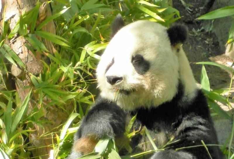 Panda in San Diego Zoo