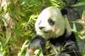 Panda in San Diego Zoo