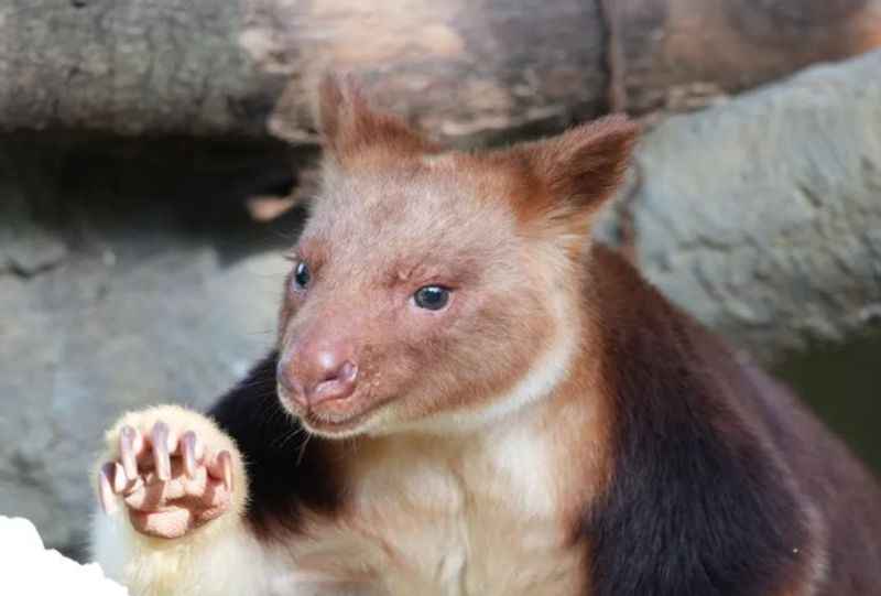 Yokohama Zoological Gardens