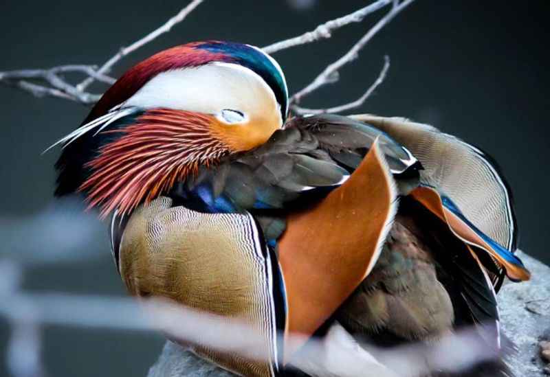 Zoo de Beauval