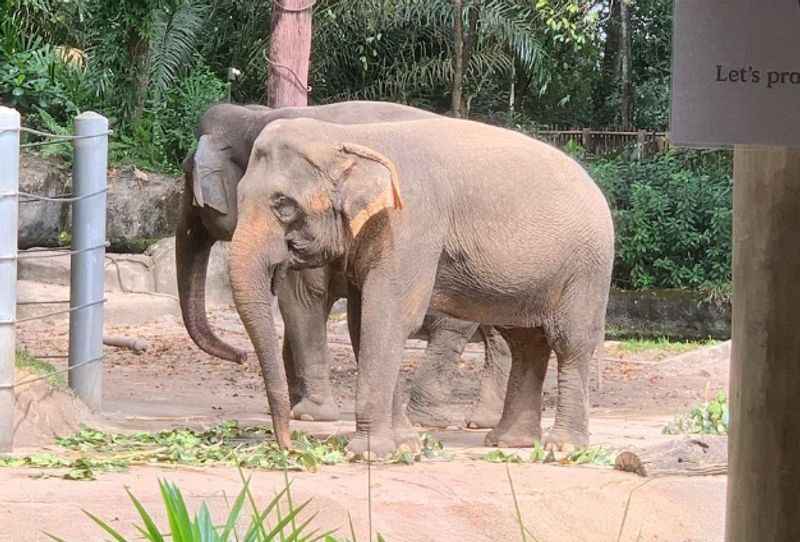 Elephant in Singapore Zoo