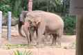 Elephant in Singapore Zoo