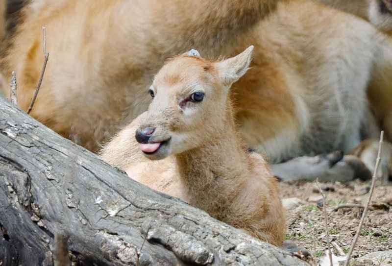 Bronx Zoo