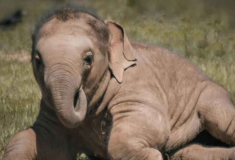 Whipsnade Zoo