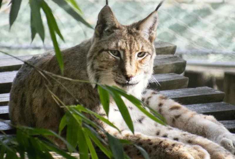 Lisbon Zoo