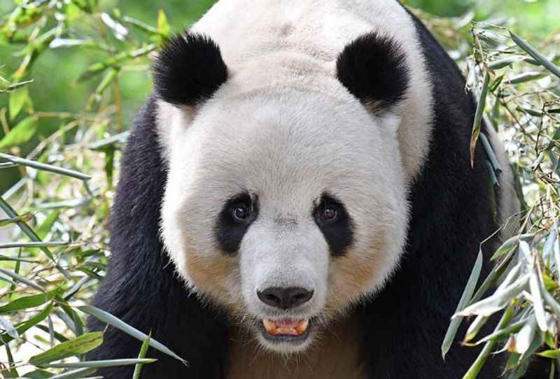 Panda in Beijing Zoo