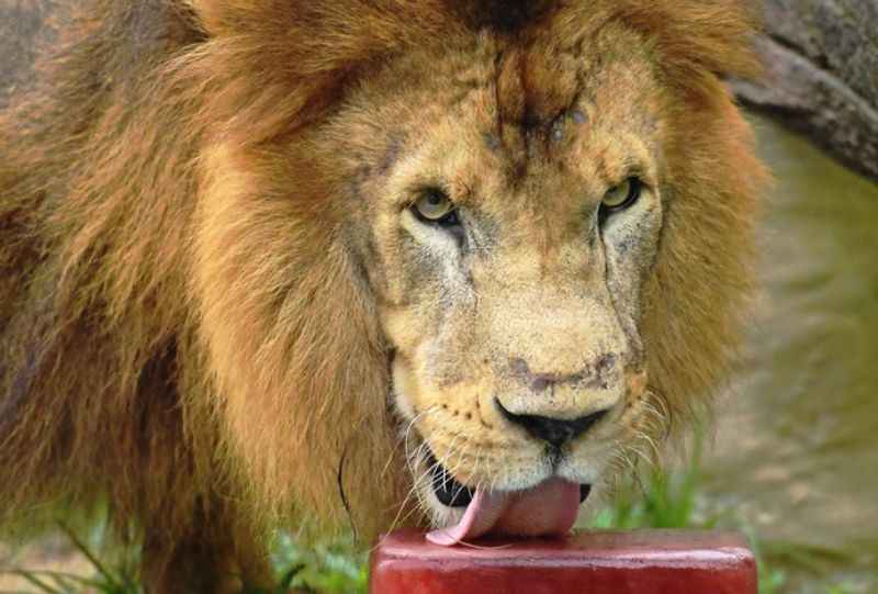 Rio de Janeiro Zoo