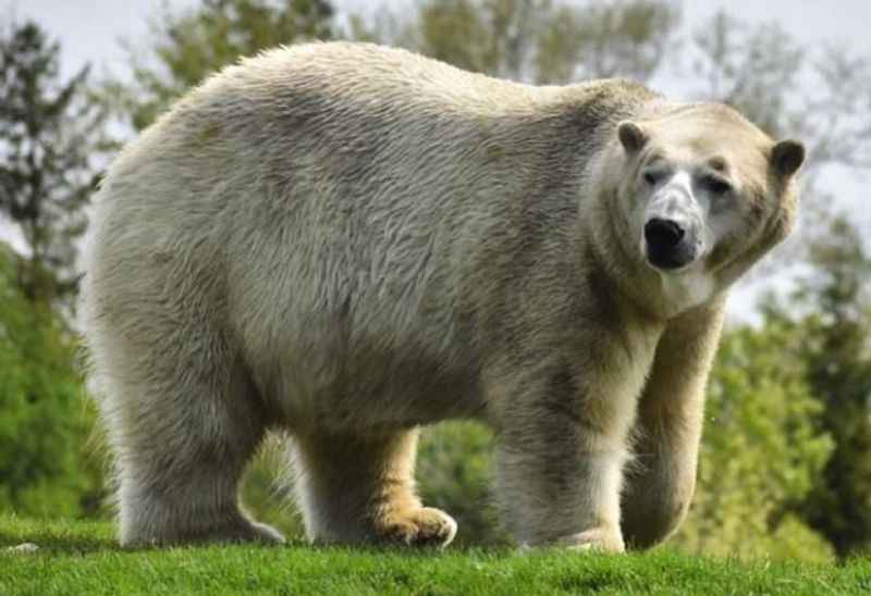 Polar Bear in Toronto Zoo