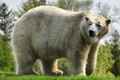 Polar Bear in Toronto Zoo