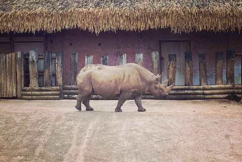 Rhino in Chester Zoo