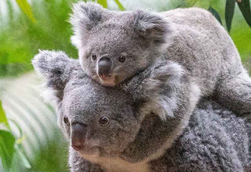 Koala in Taronga Zoo