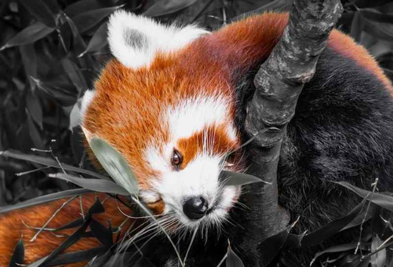 Red panda in Wellington Zoo