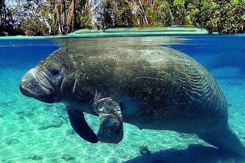 Manatee Sanctuary Park