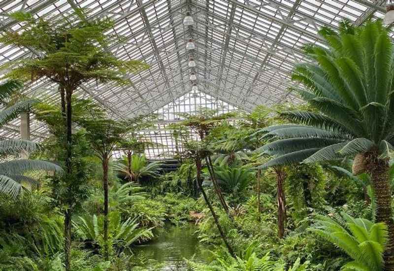 greenhouse with towering palm trees and other tropical plants