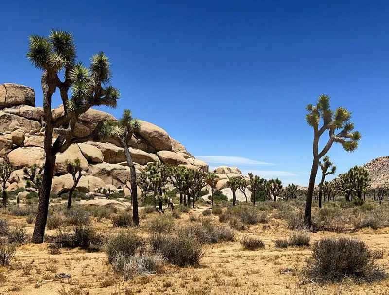 Joshua Tree National Park