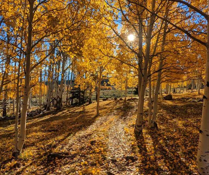 Dixie National Forest