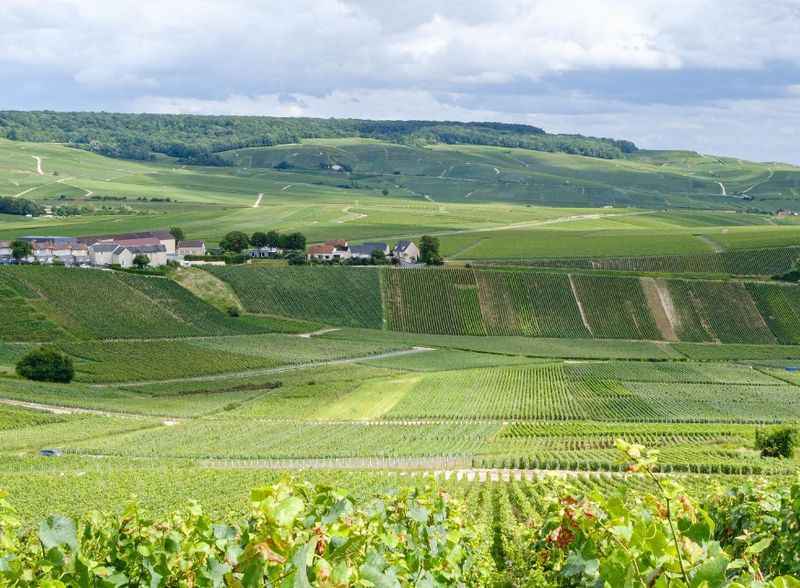 Champagne Wine Region