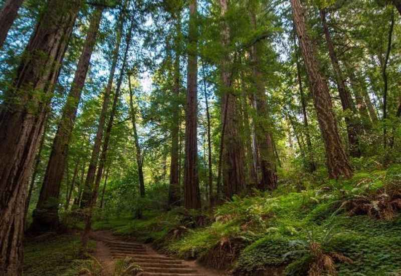 Muir Woods National Monument