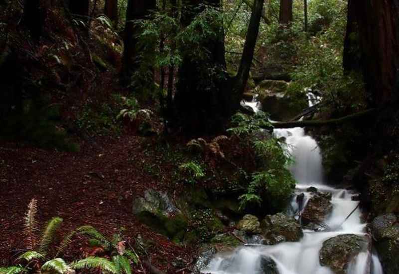 Mount Tamalpais State Park