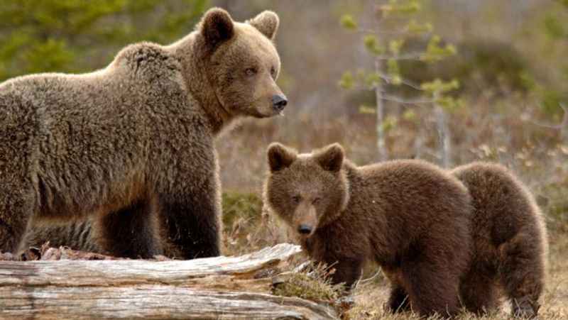 Finland brown bear