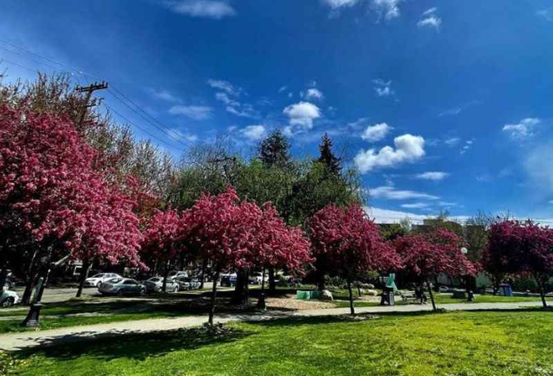 Cal Anderson Park