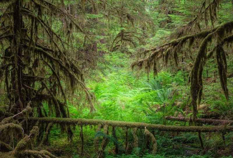 Olympic National Park