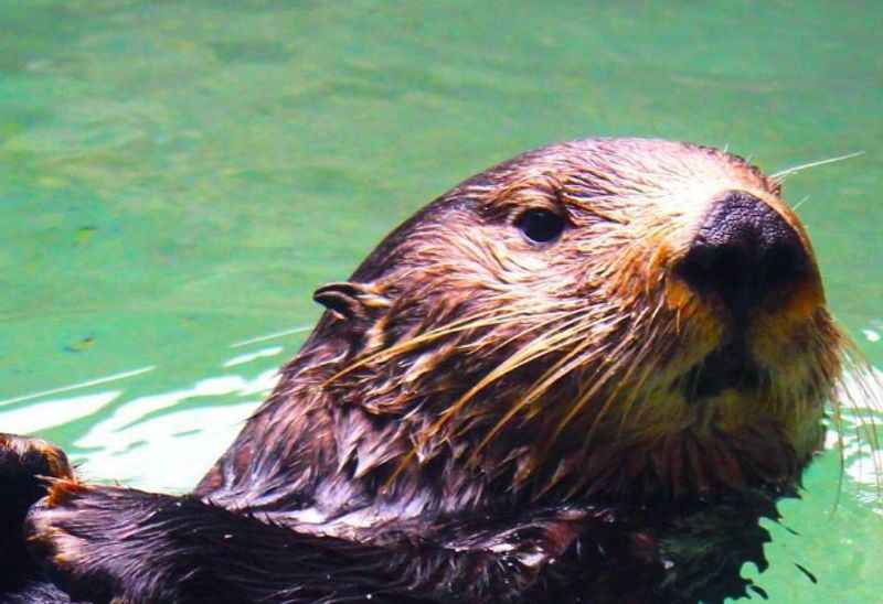 Seattle Aquarium