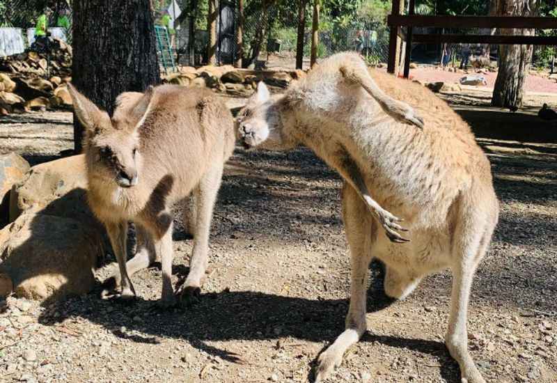 Currumbin Wildlife Sanctuary