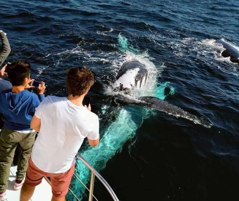  Whale-Watching Tour