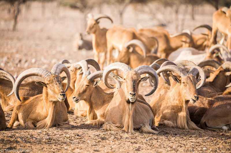 Sir Bani Yas Island