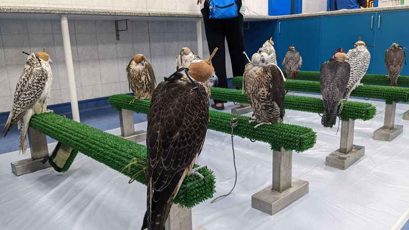 Abu Dhabi Falcon Hospital