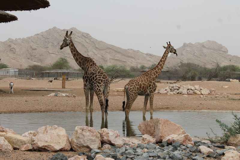 Al Ain Zoo