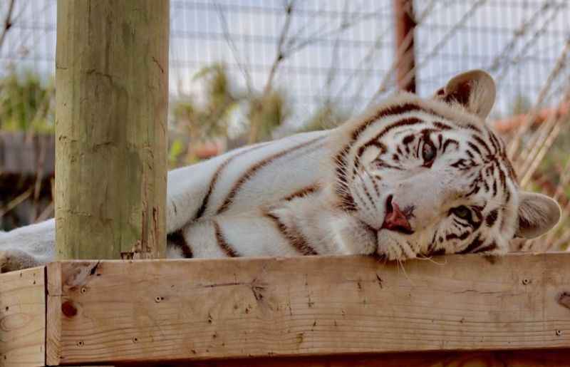 White Tiger at Austin Zoo