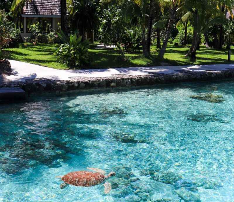 Bora Bora Turtle Sanctuary