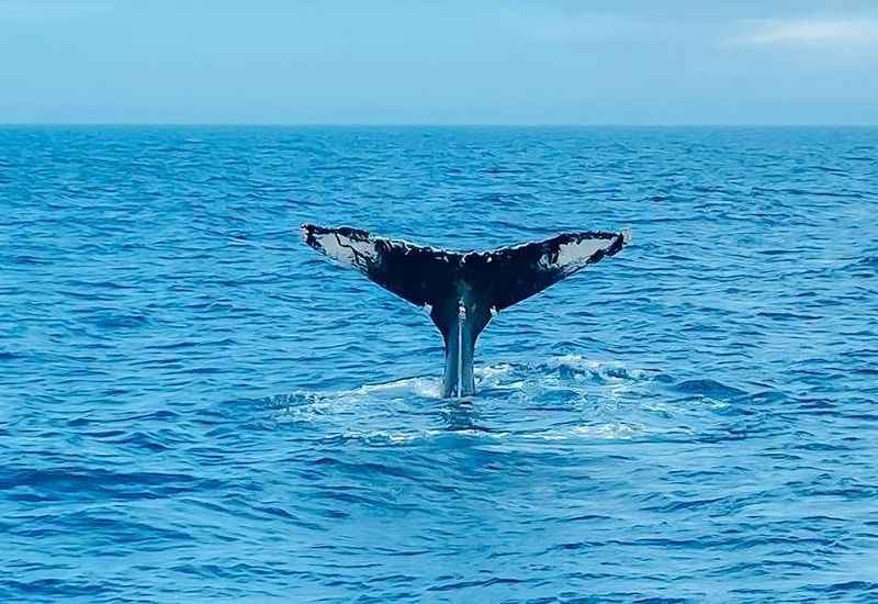 Boston Whale-Watching Tour