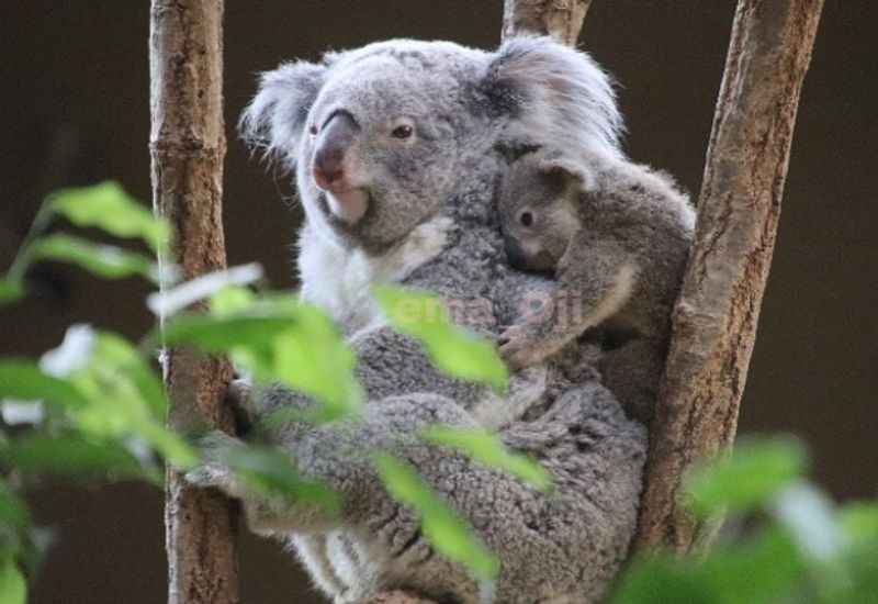 Meet the Koalas at Lone Pine Koala Sanctuary