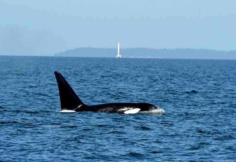 Go Whale Watching in Moreton Bay