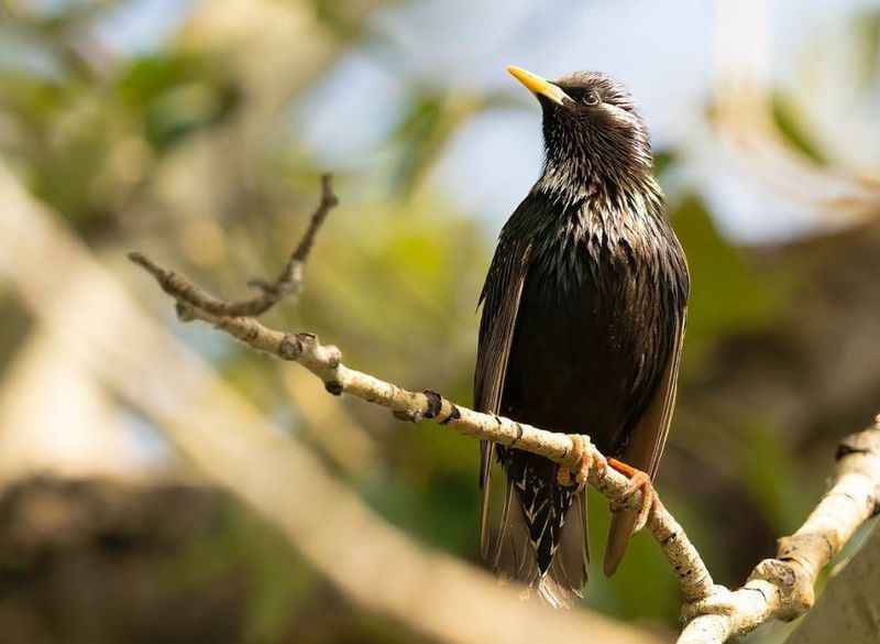 Inglewood Bird Sanctuary