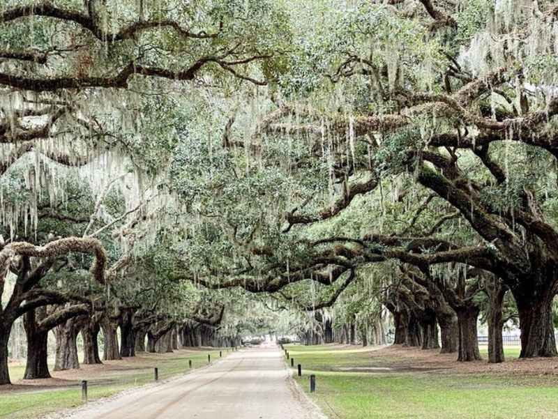 Boone Hall Plantation