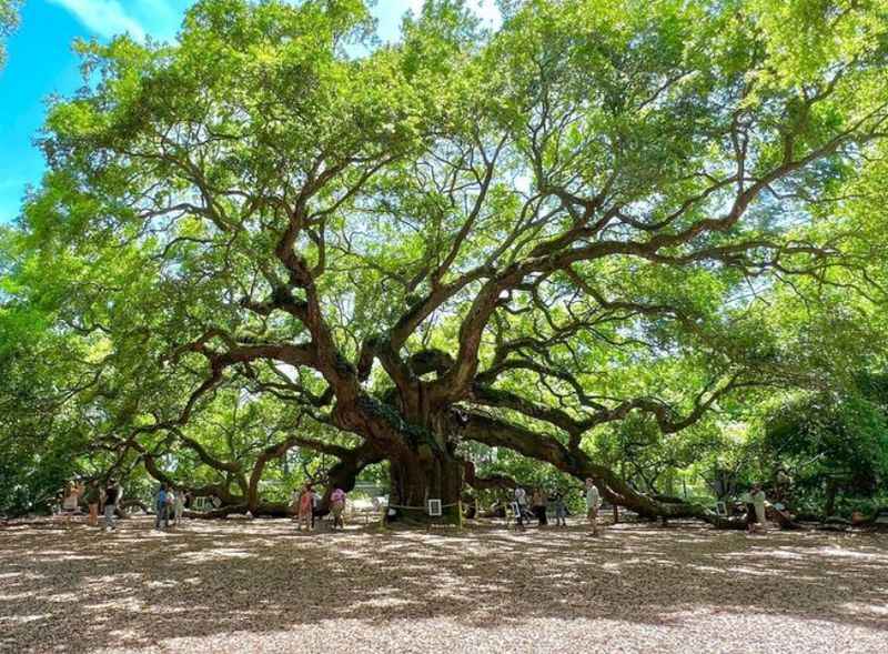 Angel Oak Tree