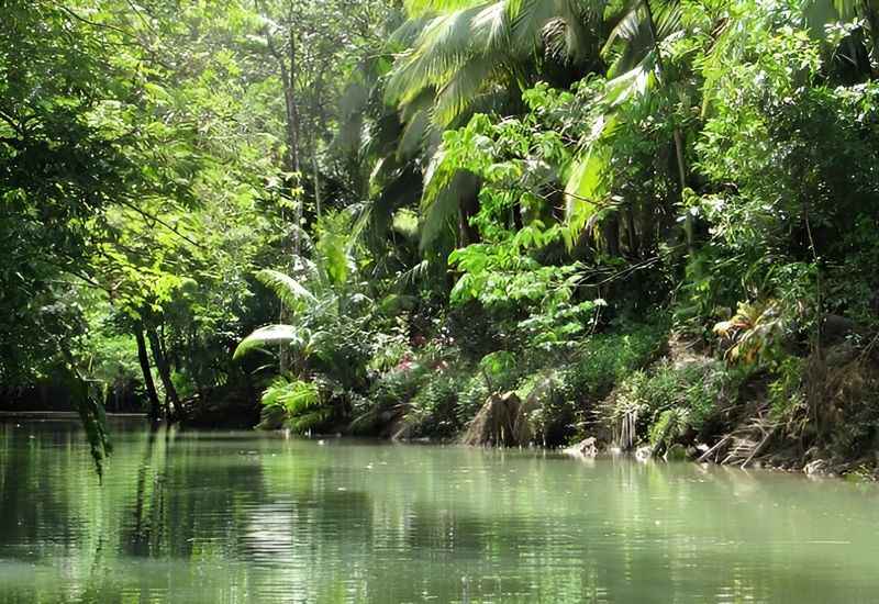 Mangroves