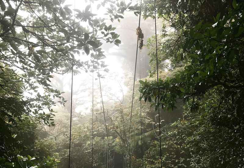 Cloud Forest in Monteverde