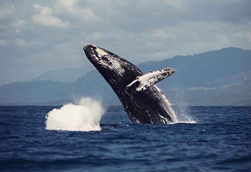 Marino Ballena National Park