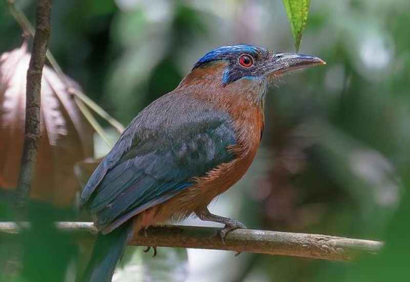 Carara National Park