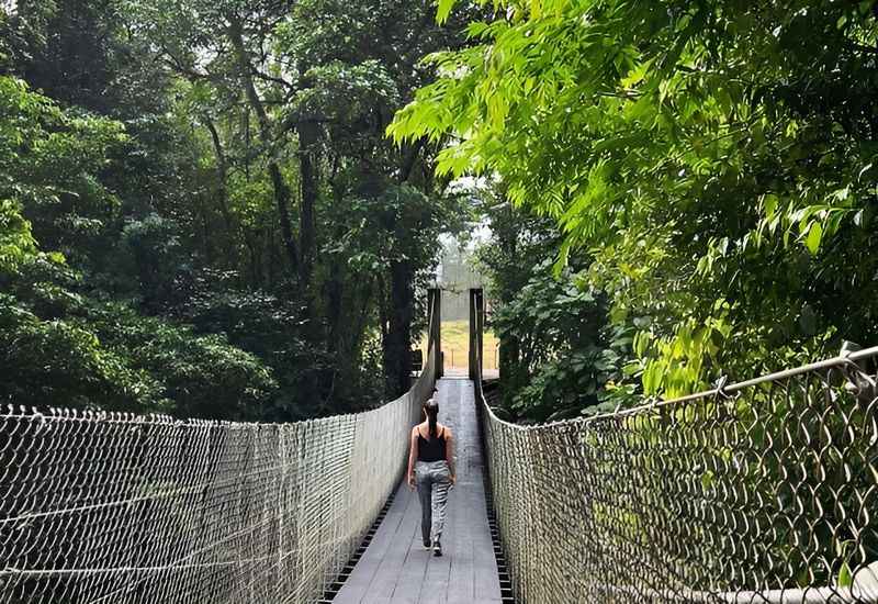 Hanging Bridges