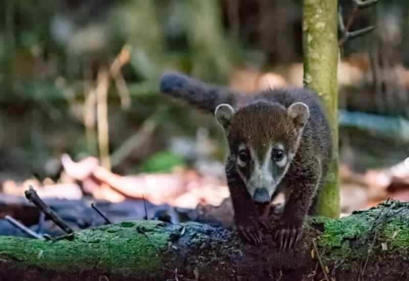 Corcovado National Park