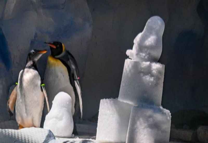 Penguins at Detroit Zoo
