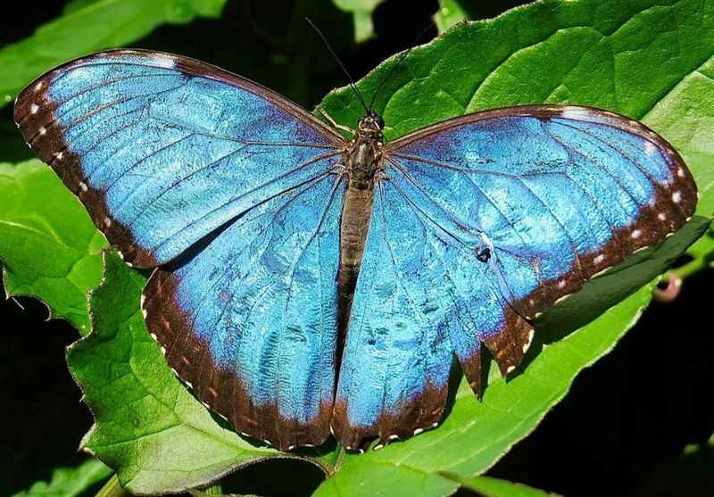 Butterfly World in Coconut Creek