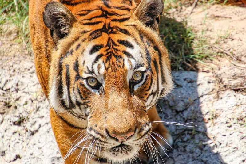 Lowry Park Zoo