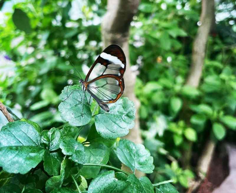 Cockrell Butterfly Center